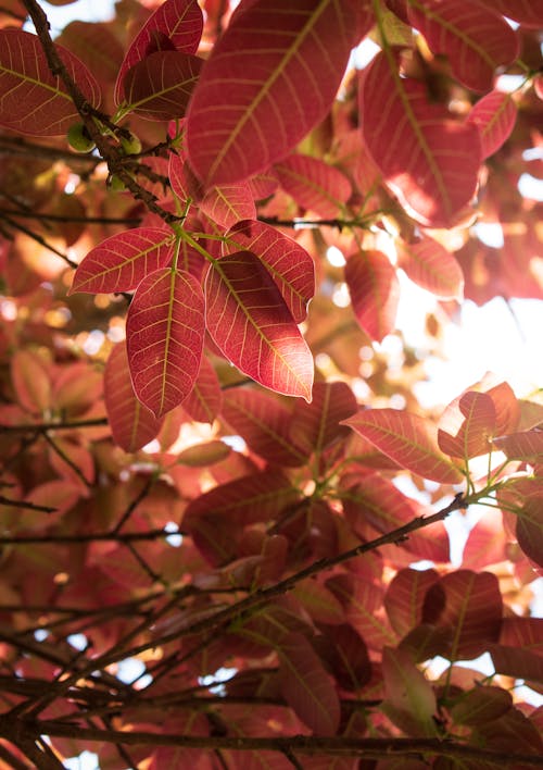 Photos gratuites de fermer, feuillage, feuilles