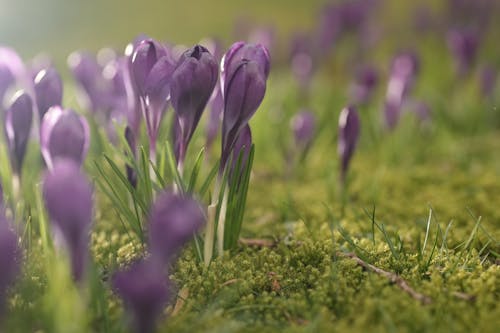 Close-Up Shot of Purple Crocus in Bloom