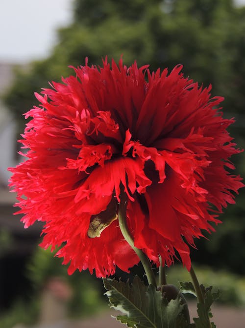 floare, 紅色, 罌粟 的 免費圖庫相片