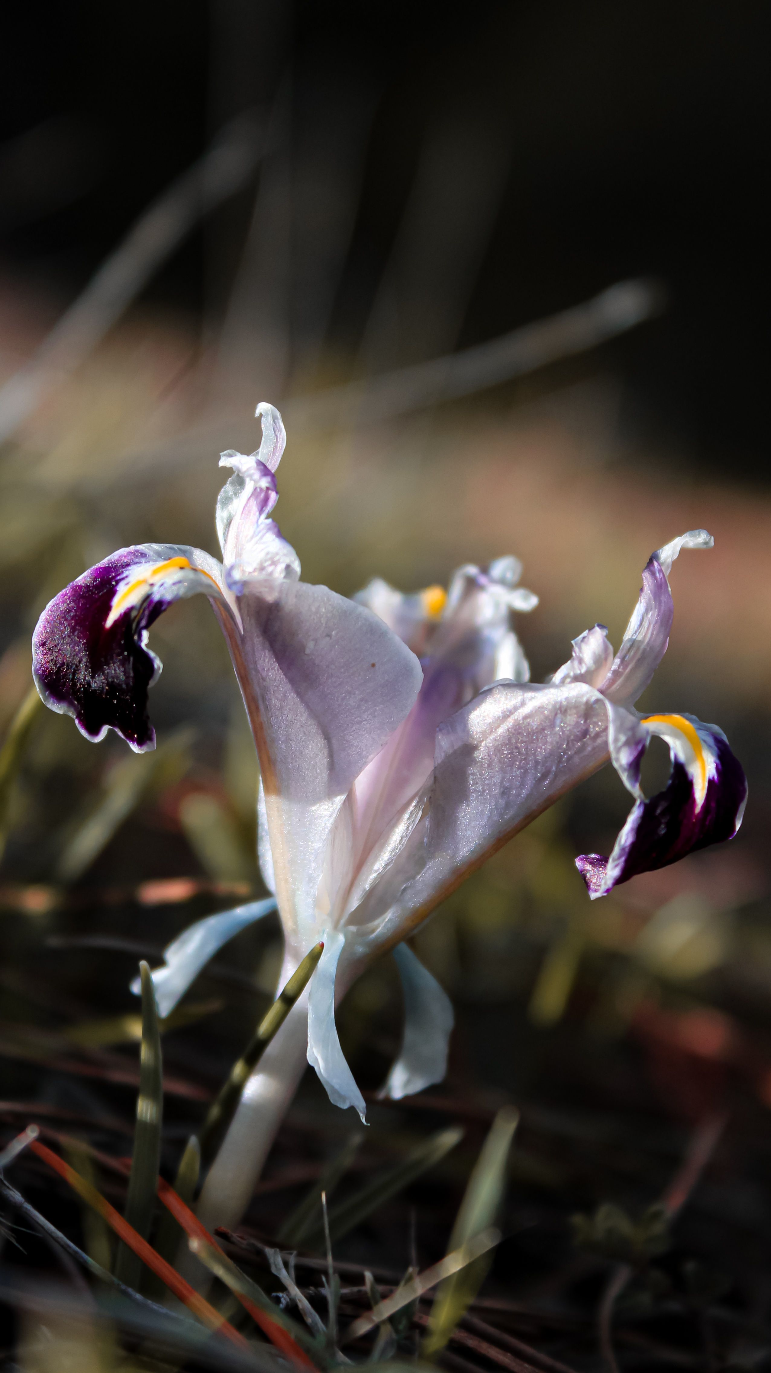 Close-up of blooming Iris planifolia flower in Kahramanmaraş, Turkey.