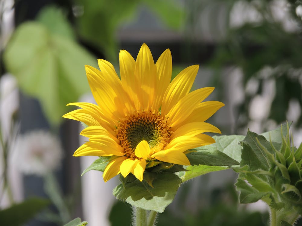 Free stock photo of floareasoarelui, flowers, sunflower