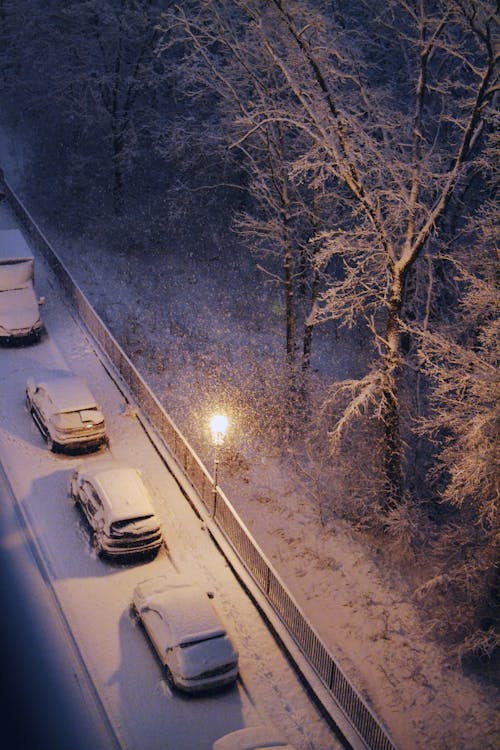 Fotos de stock gratuitas de aparcado, arboles, coches cubiertos de nieve