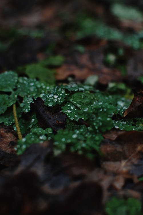 Základová fotografie zdarma na téma dešťové kapky, detail, mletý