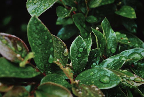 Free Close-Up Shot of Water Droplets on Green Leaves Stock Photo