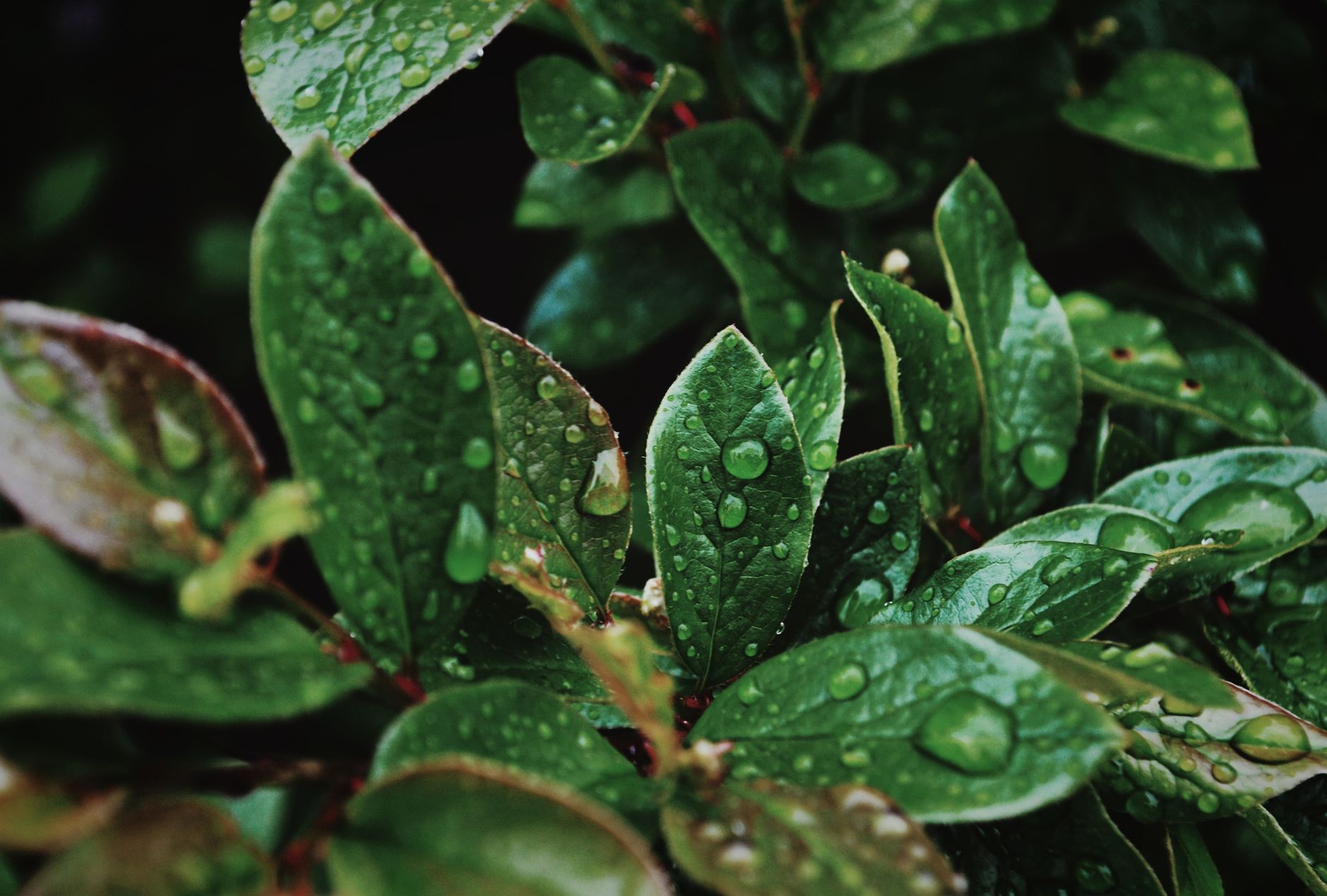 Achieving Even Moisture in Established, Densely Planted Perennial Borders & Forest Garden Layers: Strategic Micro-Irrigation and Water-Retention Zones
