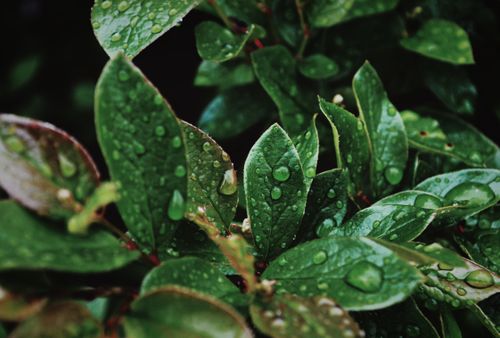 Free Close-up of fresh green leaves with water droplets showcasing nature's beauty. Stock Photo