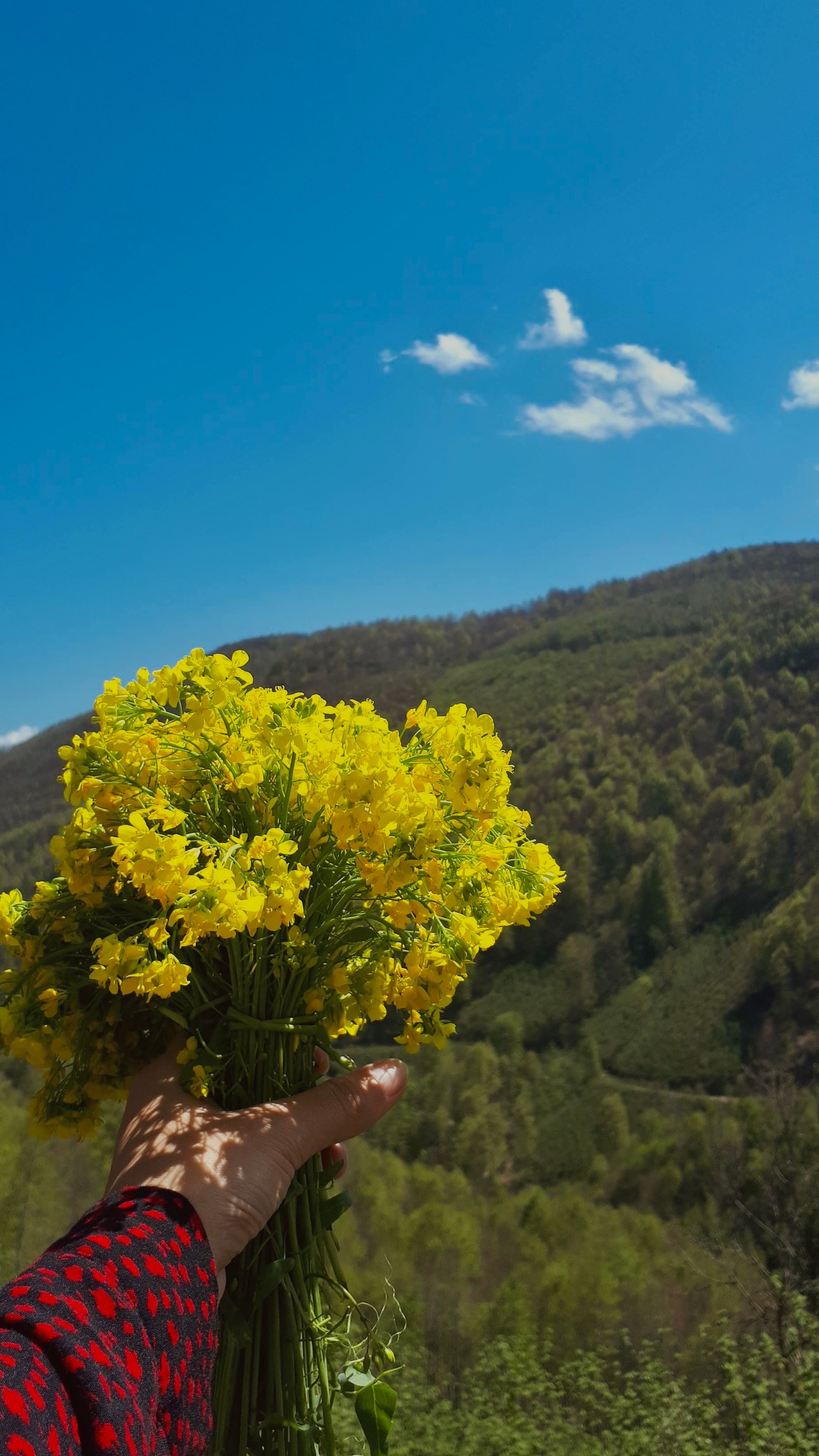 A vibrant bouquet of yellow flowers held against a clear blue sky and scenic green hills.