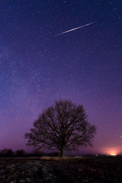 Gratis Immagine gratuita di albero, bellissimo, cielo stellato Foto a disposizione