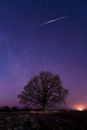 Silhouette of Trees Under Blue Sky during Night Time