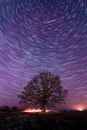 Time Lapse Photography of Bare Trees Under Starry Night