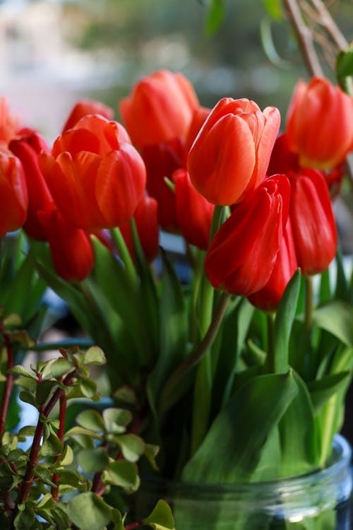 Бесплатное стоковое фото с вертикальный выстрел, красные тюльпаны, красные цветы