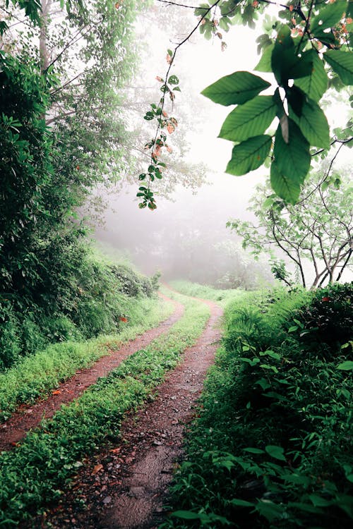 Foto d'estoc gratuïta de arbres, bosc, camí de carro