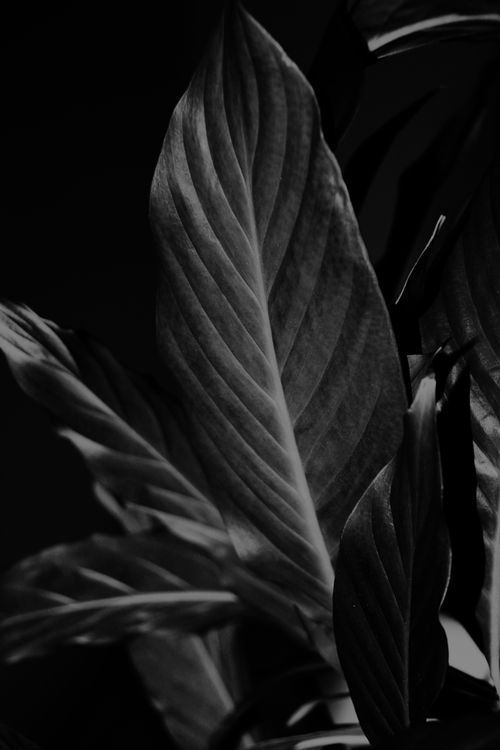 Free Artistic black and white close-up of calathea leaves showing natural texture. Stock Photo