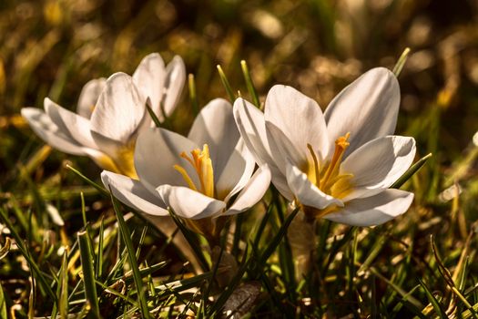 Delicate white crocus flowers basking in sunlight with green grass.