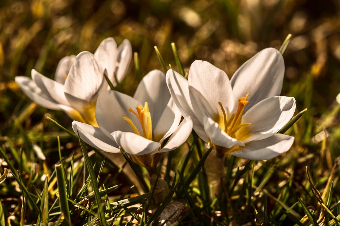 Free White Crocus Flowers in Bloom Stock Photo