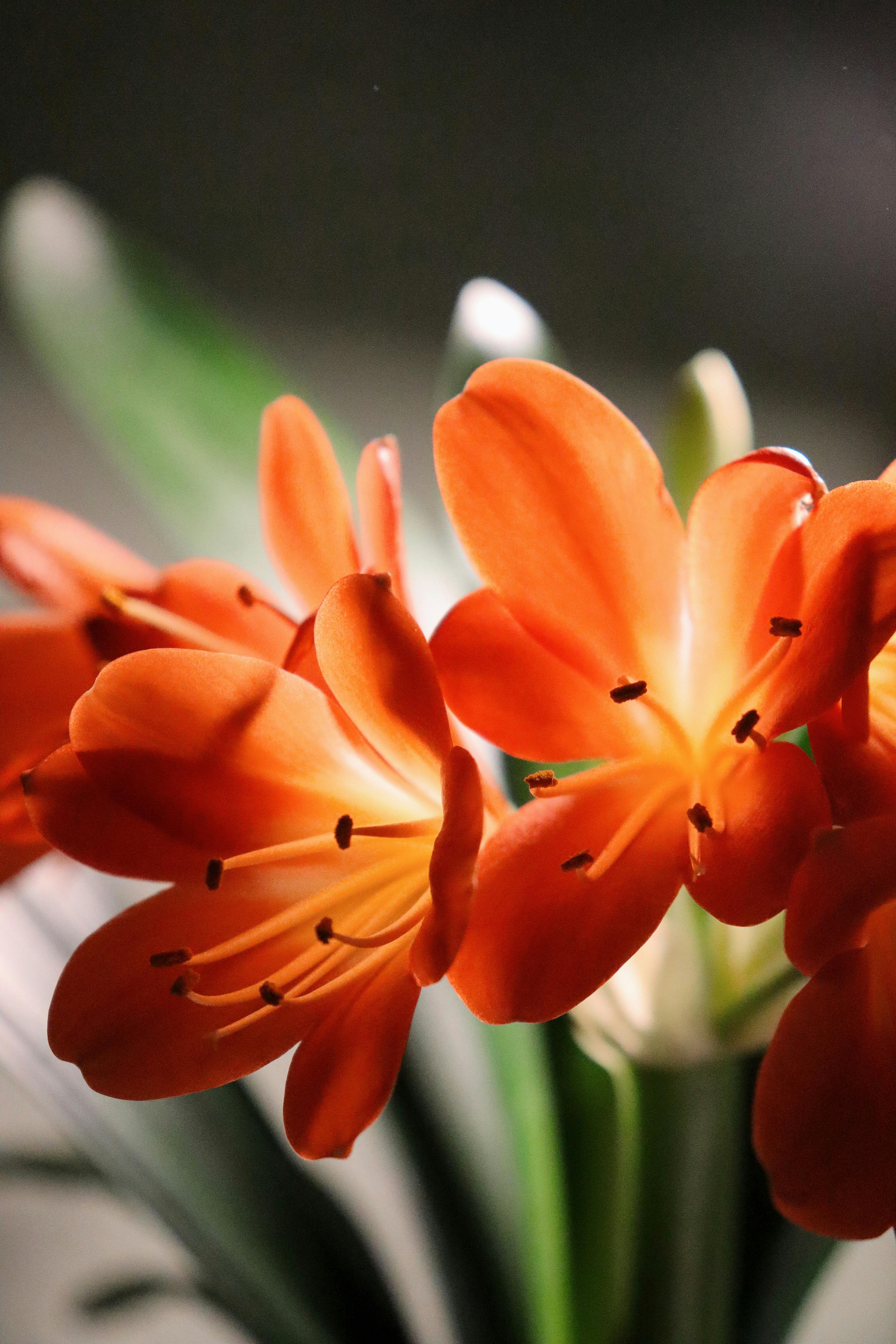 O Segredo para Florescimentos Perfeitos de Clivia: Dicas para Sucesso Interno