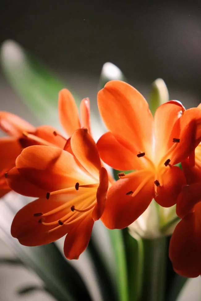 O Segredo para Florescimentos Perfeitos de Clivia: Dicas para Sucesso Interno