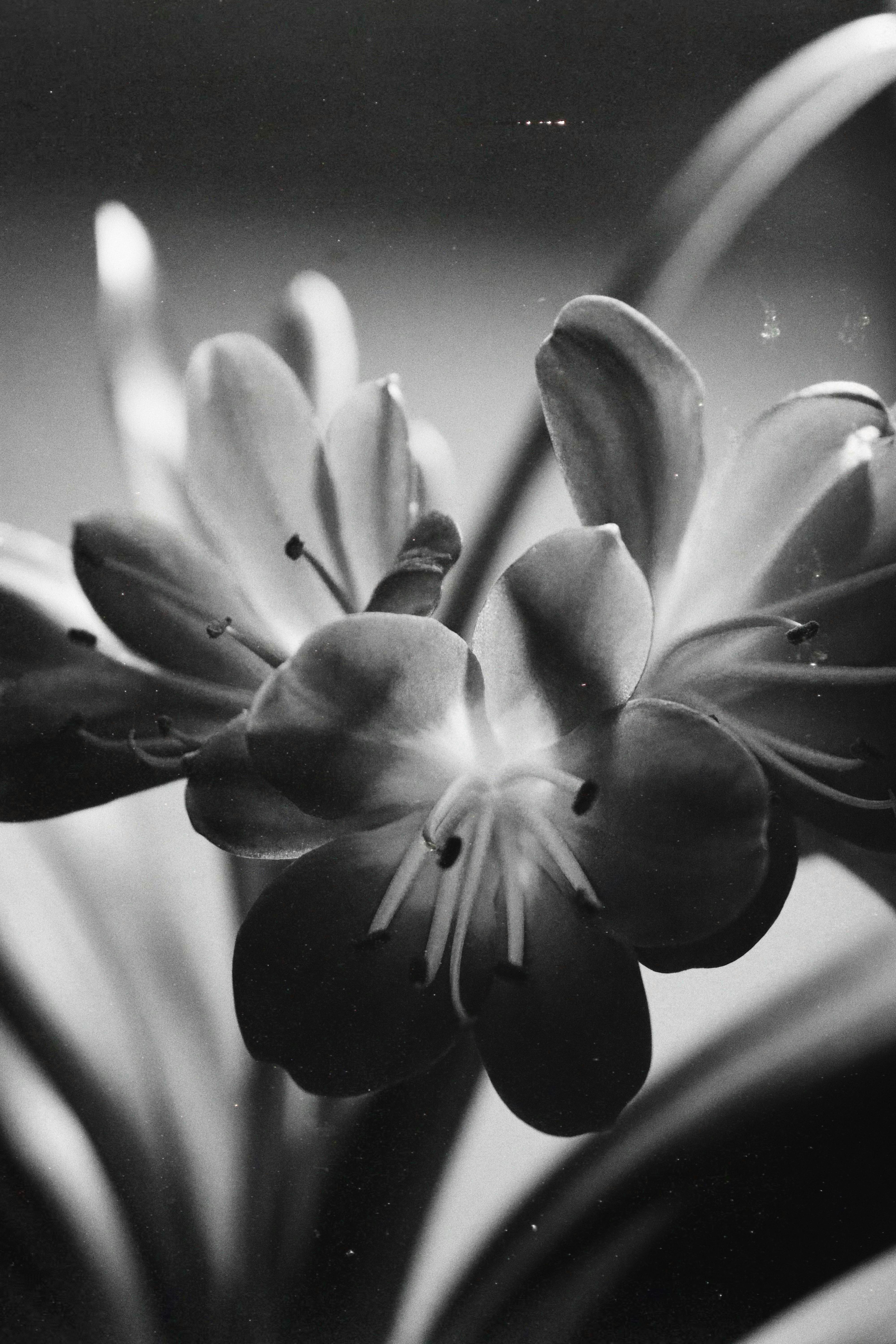 Monochrome close-up of a Clivia Miniata flower with soft lighting.
