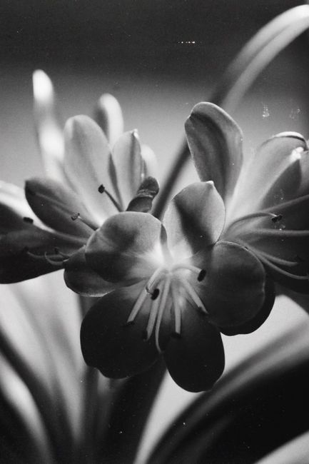 Monochrome close-up of a Clivia Miniata flower with soft lighting.