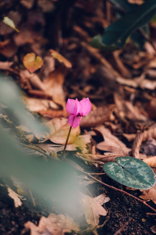 Free A vibrant pink cyclamen flower surrounded by autumn foliage, showcasing nature's beauty. Stock Photo