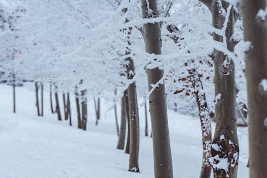 Captivating winter scene featuring snow-covered trees and a serene forest landscape.