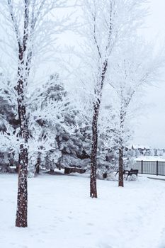 A tranquil winter scene displaying snow-covered trees and ground, capturing the essence of a snowy day.