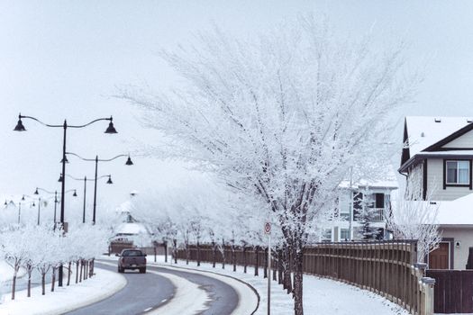 A serene snowy street scene in Calgary capturing a winter wonderland with frosted trees.