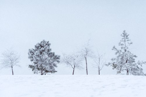Free Tranquil winter scene with trees dusted in snow against a clear sky. Stock Photo