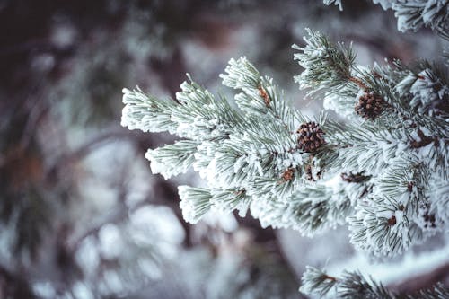 Безкоштовне стокове фото на тему «впритул, зима, листя сосни»