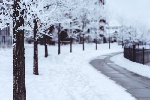 Free Charming snowy winter scene with trees and a pathway in a serene urban setting. Stock Photo