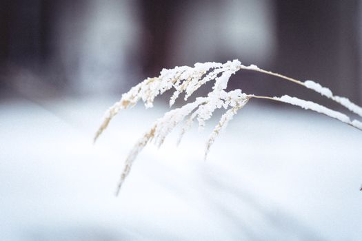 Delicate frosty grasses against a snowy winter backdrop, capturing the essence of the cold season.