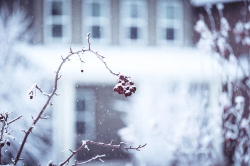 Free Close-up of a snow-covered branch with frost against a blurred wintry backdrop. Stock Photo