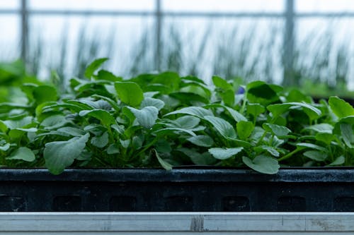 Plant Seedlings in a Greenhouse 