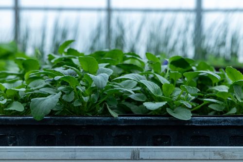 Free Close-up view of thriving green seedlings in a greenhouse tray, ready for planting. Stock Photo