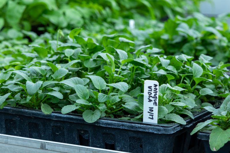 Jardins d'Alsace — L'entreprise