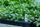 plant nursery