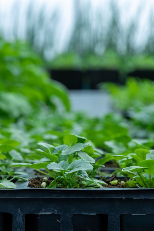 Free Close-up view of healthy seedlings in a greenhouse, showcasing growth and fresh greenery. Stock Photo