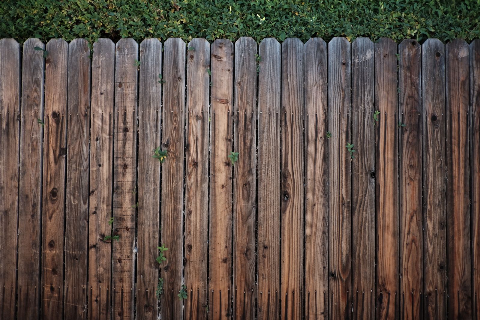 Close-up of weathered wooden picket fence and greenery — Digital Marketing Agency for Restaurants Miami: A Guide