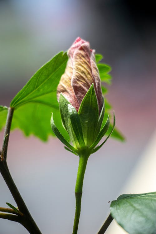 Free Macro Photography of a Flower Bud Stock Photo