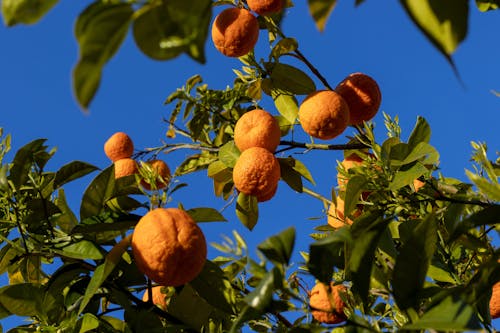 Kostnadsfria Kostnadsfri bild av apelsiner, blå himmel, C-vitamin Stock foto