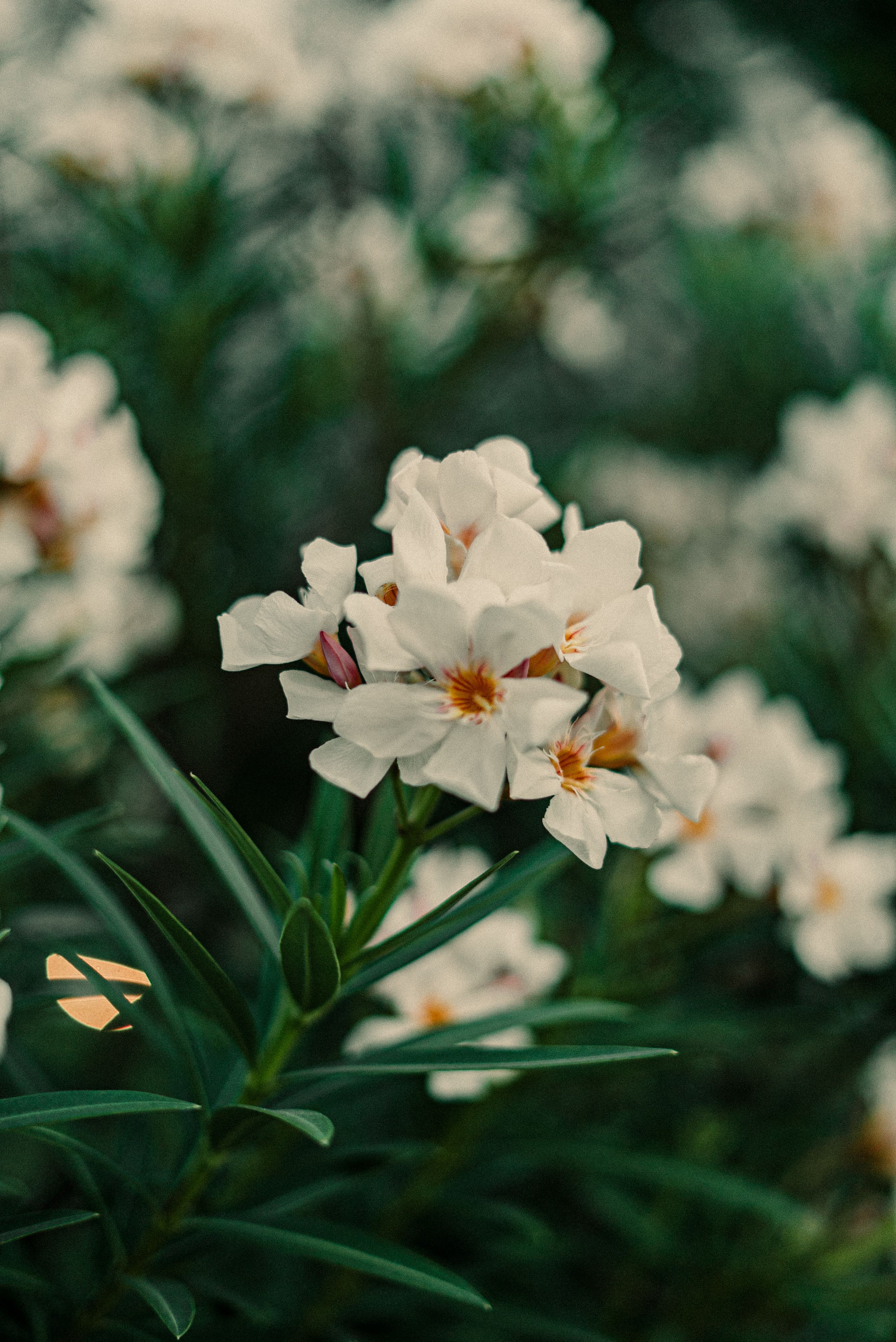 White Flowers in Close Up Photography · Free Stock Photo