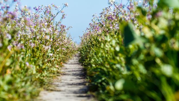 Pathway Between Green Plants