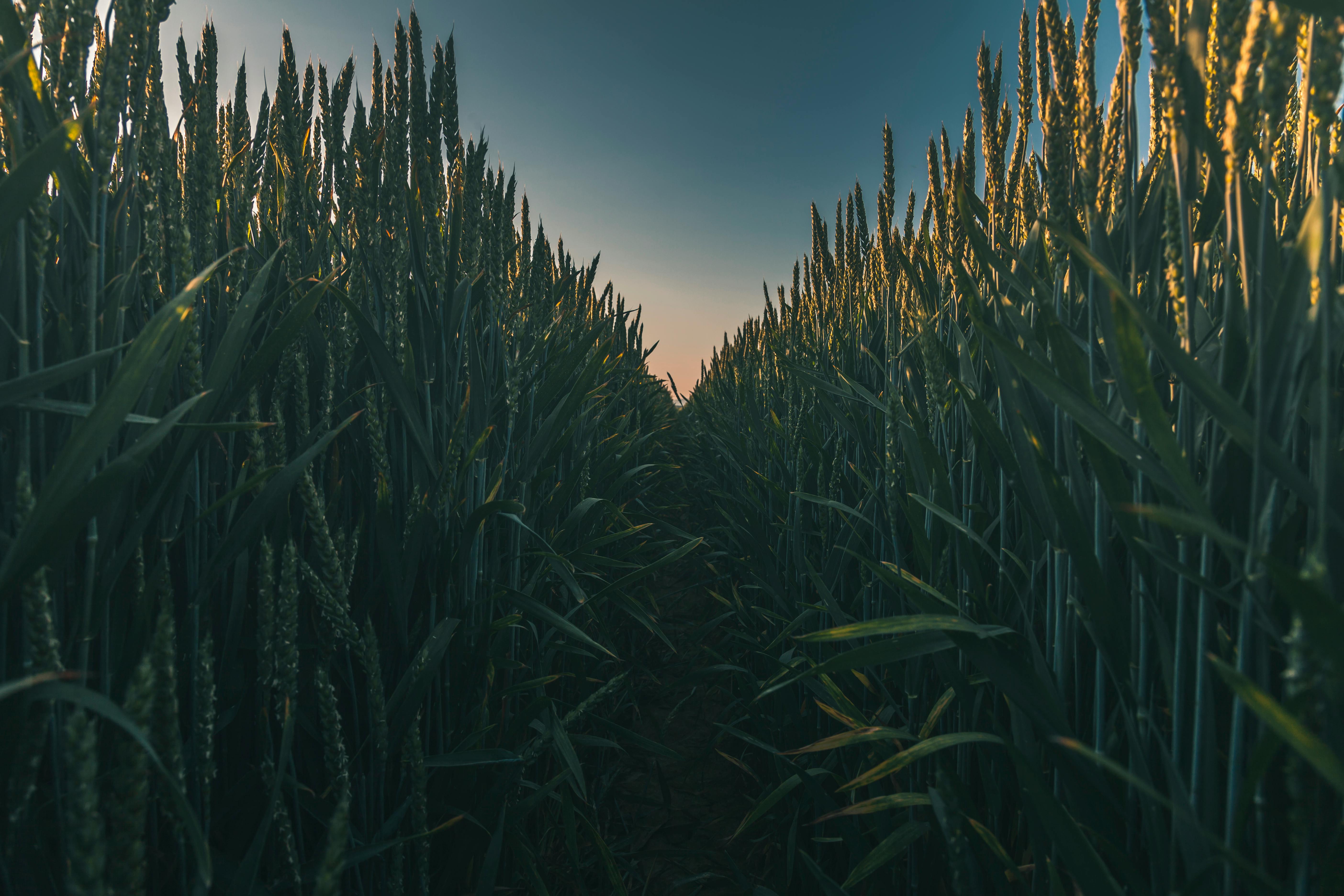 Photo of Corn Field · Free Stock Photo