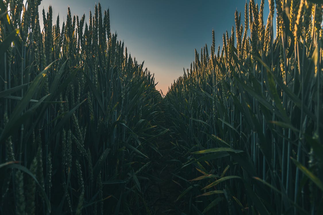 Foto Ladang Jagung