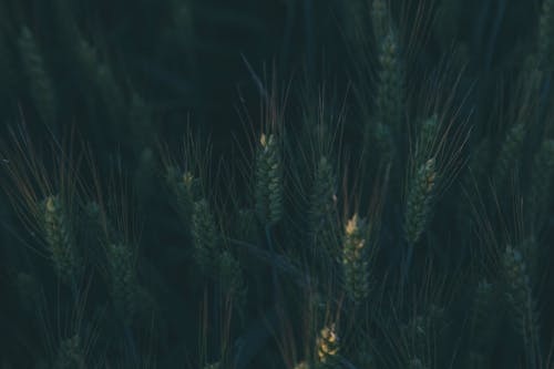 Plantes Vertes Pendant La Journée