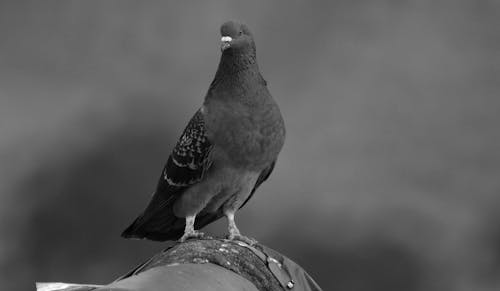 Black and White Photo of a Pigeon