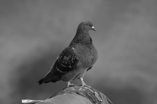 Perched Bird on Gray Concrete Surface