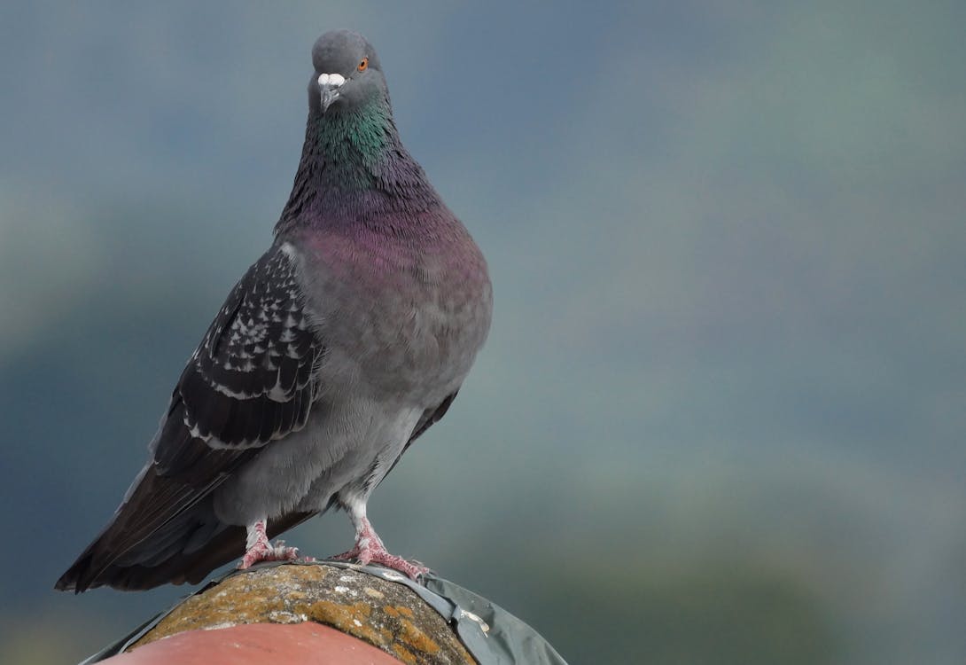 Beautiful Pigeon Perched on Gray Surface · Free Stock Photo