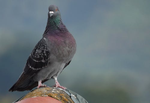 Beautiful Pigeon Perched on Gray Surface