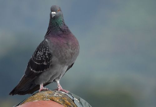 Free A detailed image of a pigeon perched with vibrant plumage and blurred background. Stock Photo